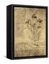 Drawing of Flowers and Diagrams by Leonardo da Vinci-Bettmann-Framed Stretched Canvas