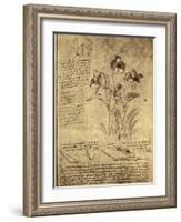 Drawing of Flowers and Diagrams by Leonardo da Vinci-Bettmann-Framed Giclee Print