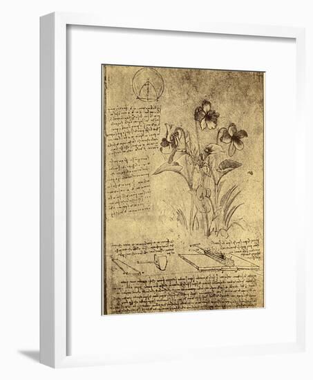 Drawing of Flowers and Diagrams by Leonardo da Vinci-Bettmann-Framed Giclee Print