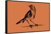 Drawing of Hummingbird. Illustration-Oana_Unciuleanu-Framed Stretched Canvas
