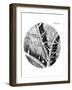 Drawing of Nettle From Hooke's Micrographia-Jeremy Burgess-Framed Photographic Print