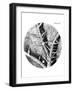 Drawing of Nettle From Hooke's Micrographia-Jeremy Burgess-Framed Photographic Print