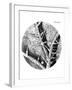 Drawing of Nettle From Hooke's Micrographia-Jeremy Burgess-Framed Photographic Print