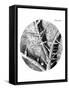 Drawing of Nettle From Hooke's Micrographia-Jeremy Burgess-Framed Stretched Canvas