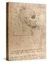 Drawing of the head of a criminal, c1472-c1519 (1883)-Leonardo Da Vinci-Stretched Canvas