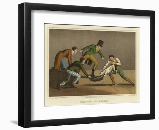 Drawing the Badger-Henry Thomas Alken-Framed Giclee Print