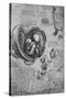 'Drawings of an Embryo in the Uterus', c1480 (1945)-Leonardo Da Vinci-Stretched Canvas