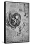 'Drawings of an Embryo in the Uterus', c1480 (1945)-Leonardo Da Vinci-Framed Stretched Canvas