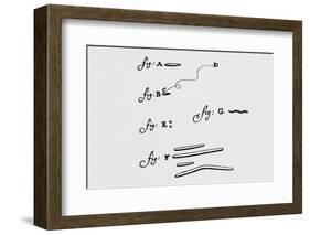 Drawings of Animalcules Form Leeuwenhoek's Letter-Jeremy Burgess-Framed Photographic Print