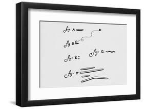 Drawings of Animalcules Form Leeuwenhoek's Letter-Jeremy Burgess-Framed Photographic Print