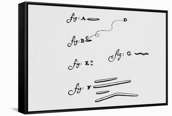 Drawings of Animalcules Form Leeuwenhoek's Letter-Jeremy Burgess-Framed Stretched Canvas