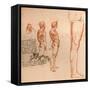 Drawings showing the movements of the human figure and warriors fighting, c1472-c1519 (1883)-Leonardo Da Vinci-Framed Stretched Canvas