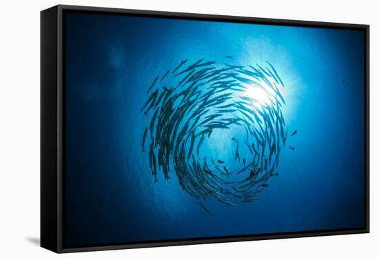 Dream Blackfin Barracuda, Sphyraena Qenie, Mary Island, the Solomon Islands-Reinhard Dirscherl-Framed Stretched Canvas