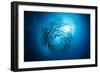 Dream Blackfin Barracuda, Sphyraena Qenie, Mary Island, the Solomon Islands-Reinhard Dirscherl-Framed Photographic Print