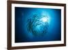 Dream Blackfin Barracuda, Sphyraena Qenie, Mary Island, the Solomon Islands-Reinhard Dirscherl-Framed Photographic Print