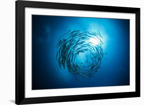 Dream Blackfin Barracuda, Sphyraena Qenie, Mary Island, the Solomon Islands-Reinhard Dirscherl-Framed Photographic Print