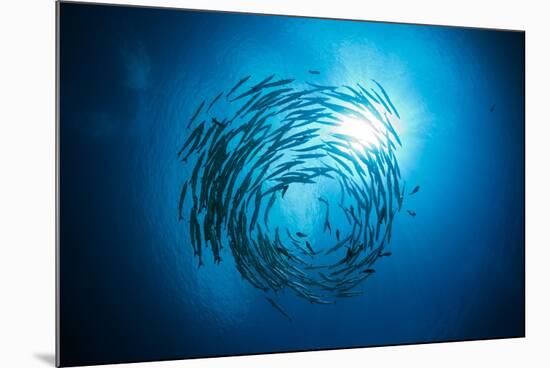 Dream Blackfin Barracuda, Sphyraena Qenie, Mary Island, the Solomon Islands-Reinhard Dirscherl-Mounted Photographic Print