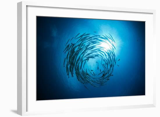 Dream Blackfin Barracuda, Sphyraena Qenie, Mary Island, the Solomon Islands-Reinhard Dirscherl-Framed Photographic Print