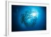 Dream Blackfin Barracuda, Sphyraena Qenie, Mary Island, the Solomon Islands-Reinhard Dirscherl-Framed Photographic Print