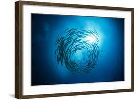 Dream Blackfin Barracuda, Sphyraena Qenie, Mary Island, the Solomon Islands-Reinhard Dirscherl-Framed Photographic Print