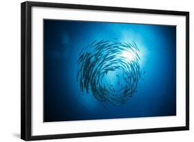 Dream Blackfin Barracuda, Sphyraena Qenie, Mary Island, the Solomon Islands-Reinhard Dirscherl-Framed Photographic Print