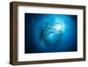 Dream Blackfin Barracuda, Sphyraena Qenie, Mary Island, the Solomon Islands-Reinhard Dirscherl-Framed Photographic Print