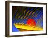 Dream Boat-Miron Abramovici-Framed Photographic Print