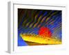 Dream Boat-Miron Abramovici-Framed Photographic Print