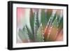 Dream Desert IV-Sue Schlabach-Framed Art Print