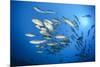 Dream Gross Suction Horse Mackerels, Caranx Sexfasciatus, Marovo Lagoon, the Solomon Islands-Reinhard Dirscherl-Mounted Photographic Print