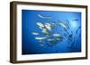 Dream Gross Suction Horse Mackerels, Caranx Sexfasciatus, Marovo Lagoon, the Solomon Islands-Reinhard Dirscherl-Framed Photographic Print