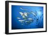 Dream Gross Suction Horse Mackerels, Caranx Sexfasciatus, Marovo Lagoon, the Solomon Islands-Reinhard Dirscherl-Framed Photographic Print