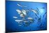 Dream Gross Suction Horse Mackerels, Caranx Sexfasciatus, Marovo Lagoon, the Solomon Islands-Reinhard Dirscherl-Mounted Photographic Print