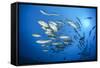 Dream Gross Suction Horse Mackerels, Caranx Sexfasciatus, Marovo Lagoon, the Solomon Islands-Reinhard Dirscherl-Framed Stretched Canvas