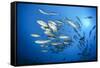 Dream Gross Suction Horse Mackerels, Caranx Sexfasciatus, Marovo Lagoon, the Solomon Islands-Reinhard Dirscherl-Framed Stretched Canvas