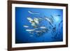 Dream Gross Suction Horse Mackerels, Caranx Sexfasciatus, Marovo Lagoon, the Solomon Islands-Reinhard Dirscherl-Framed Photographic Print