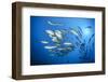 Dream Gross Suction Horse Mackerels, Caranx Sexfasciatus, Marovo Lagoon, the Solomon Islands-Reinhard Dirscherl-Framed Photographic Print