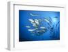 Dream Gross Suction Horse Mackerels, Caranx Sexfasciatus, Marovo Lagoon, the Solomon Islands-Reinhard Dirscherl-Framed Photographic Print