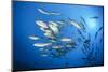 Dream Gross Suction Horse Mackerels, Caranx Sexfasciatus, Marovo Lagoon, the Solomon Islands-Reinhard Dirscherl-Mounted Photographic Print