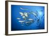 Dream Gross Suction Horse Mackerels, Caranx Sexfasciatus, Marovo Lagoon, the Solomon Islands-Reinhard Dirscherl-Framed Photographic Print