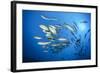 Dream Gross Suction Horse Mackerels, Caranx Sexfasciatus, Marovo Lagoon, the Solomon Islands-Reinhard Dirscherl-Framed Photographic Print