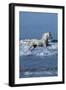 Dream Horses 001-Bob Langrish-Framed Photographic Print