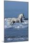 Dream Horses 001-Bob Langrish-Mounted Photographic Print