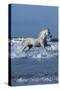 Dream Horses 001-Bob Langrish-Stretched Canvas