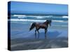 Dream Horses 004-Bob Langrish-Stretched Canvas