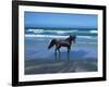 Dream Horses 004-Bob Langrish-Framed Photographic Print