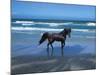 Dream Horses 004-Bob Langrish-Mounted Photographic Print