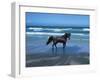 Dream Horses 004-Bob Langrish-Framed Photographic Print