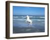 Dream Horses 006-Bob Langrish-Framed Photographic Print