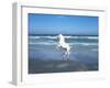 Dream Horses 006-Bob Langrish-Framed Photographic Print